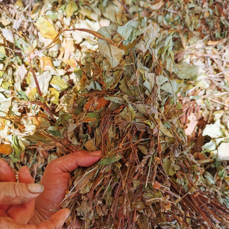 今年现货鱼腥草干货野生可切段干可粉碎晒干整棵一手货源