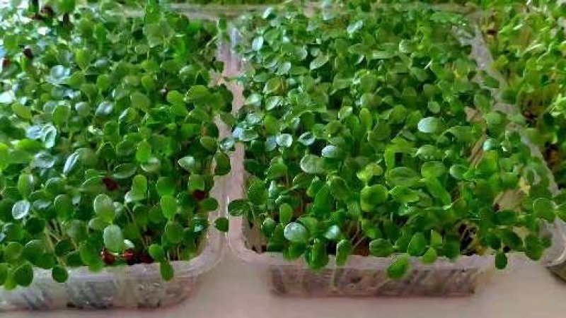 绿色芽苗菜香椿苗疫情期间不涨价欢迎订长期合作价格稳定