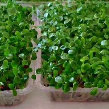 绿色芽苗菜香椿苗疫情期间不涨价欢迎订长期合作价格稳定