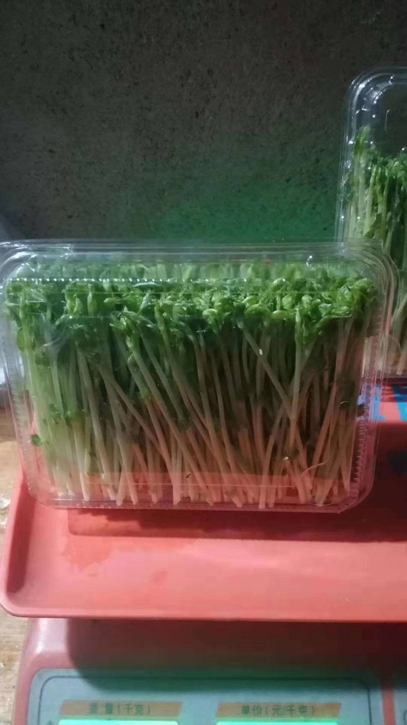绿色芽苗菜香椿苗疫情期间不涨价欢迎订长期合作价格稳定