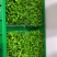 绿色芽苗菜香椿苗疫情期间不涨价欢迎订长期合作价格稳定