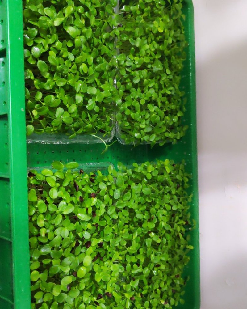 绿色芽苗菜香椿苗疫情期间不涨价欢迎订长期合作价格稳定