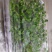 绿色芽苗菜香椿苗疫情期间不涨价欢迎订长期合作价格稳定