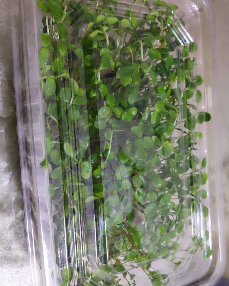 绿色芽苗菜香椿苗疫情期间不涨价欢迎订长期合作价格稳定