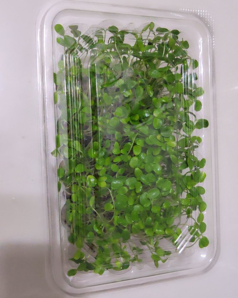 绿色芽苗菜香椿苗疫情期间不涨价欢迎订长期合作价格稳定