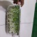 绿色芽苗菜香椿苗疫情期间不涨价欢迎订长期合作价格稳定