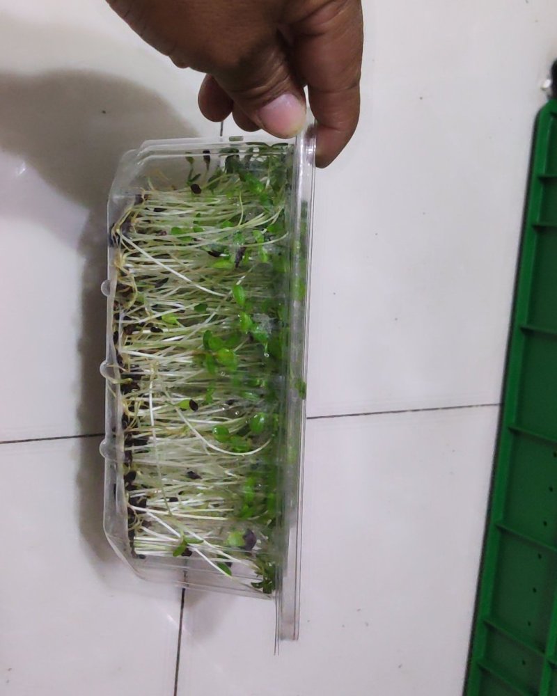 绿色芽苗菜香椿苗疫情期间不涨价欢迎订长期合作价格稳定