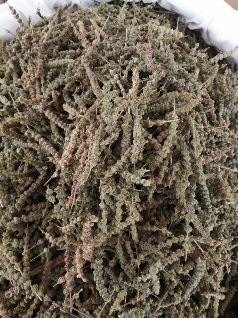 包邮荆芥，荆芥穗（荆芥花），颜色好气味浓郁大量现货供应