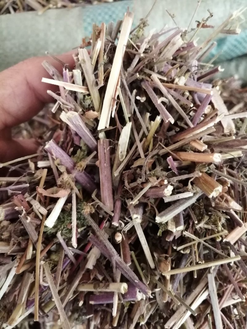 包邮荆芥，荆芥穗（荆芥花），颜色好气味浓郁大量现货供应