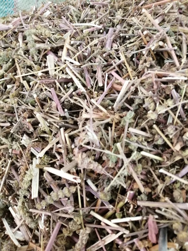 包邮荆芥，荆芥穗（荆芥花），颜色好气味浓郁大量现货供应