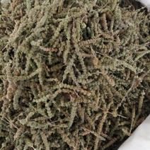 包邮荆芥，荆芥穗（荆芥花），颜色好气味浓郁大量现货供应