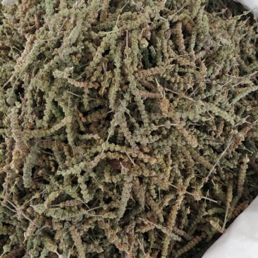包邮荆芥，荆芥穗（荆芥花），颜色好气味浓郁大量现货供应