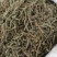 包邮荆芥，荆芥穗（荆芥花），颜色好气味浓郁大量现货供应