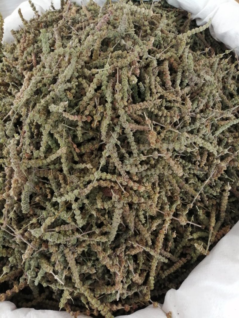 包邮荆芥，荆芥穗（荆芥花），颜色好气味浓郁大量现货供应