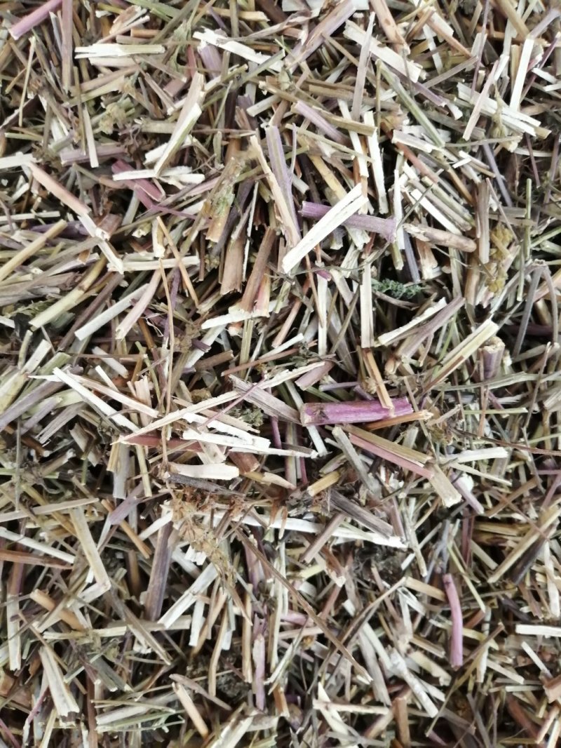 包邮荆芥，荆芥穗（荆芥花），颜色好气味浓郁大量现货供应