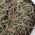 包邮荆芥，荆芥穗（荆芥花），颜色好气味浓郁大量现货供应