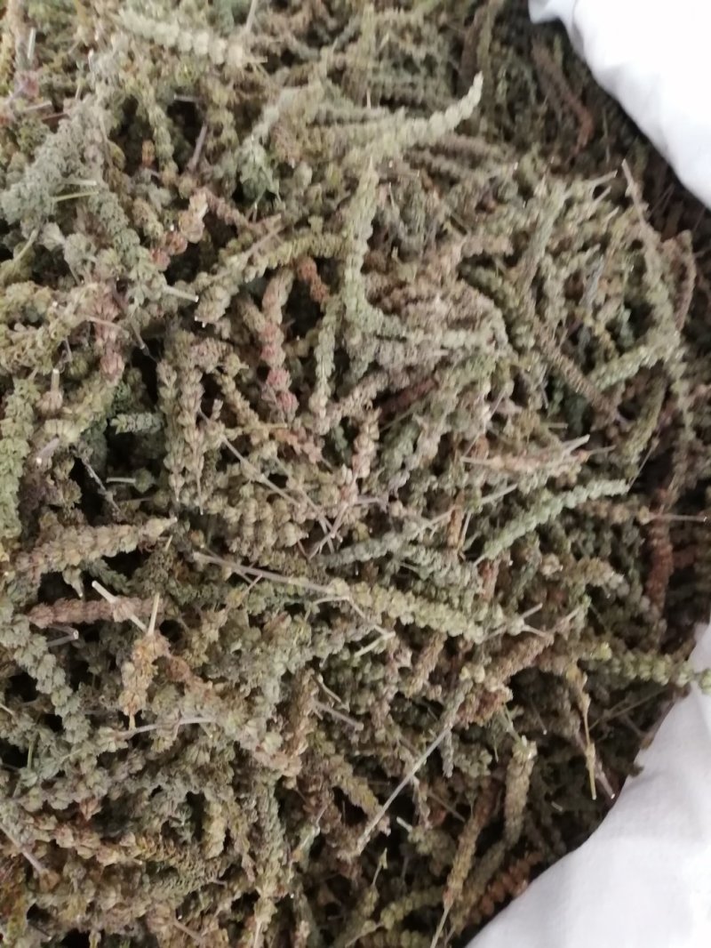 包邮荆芥，荆芥穗（荆芥花），颜色好气味浓郁大量现货供应