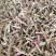 包邮荆芥，荆芥穗（荆芥花），颜色好气味浓郁大量现货供应