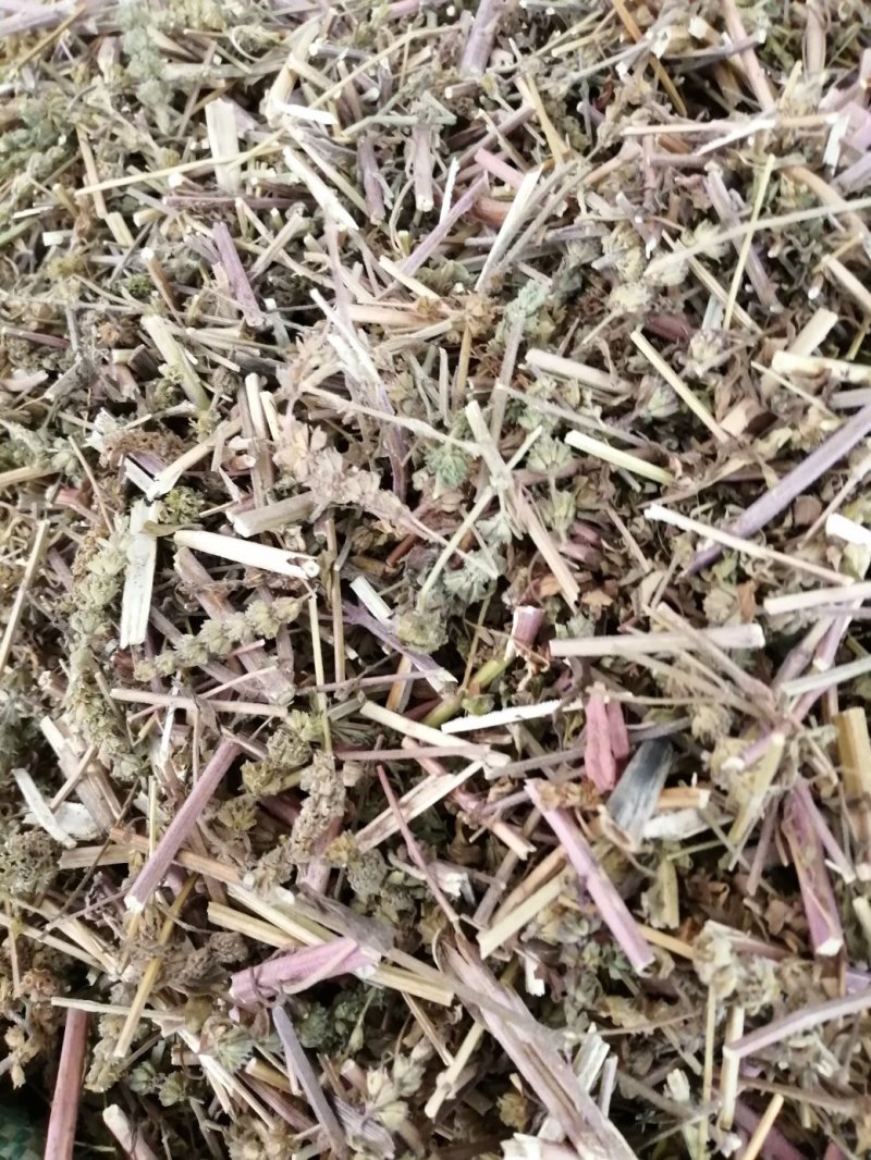 包邮荆芥，荆芥穗（荆芥花），颜色好气味浓郁大量现货供应