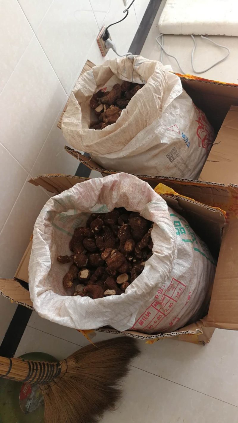 胃部问题，用重楼打粉喝。纯正云南滇重楼（七叶一枝花）