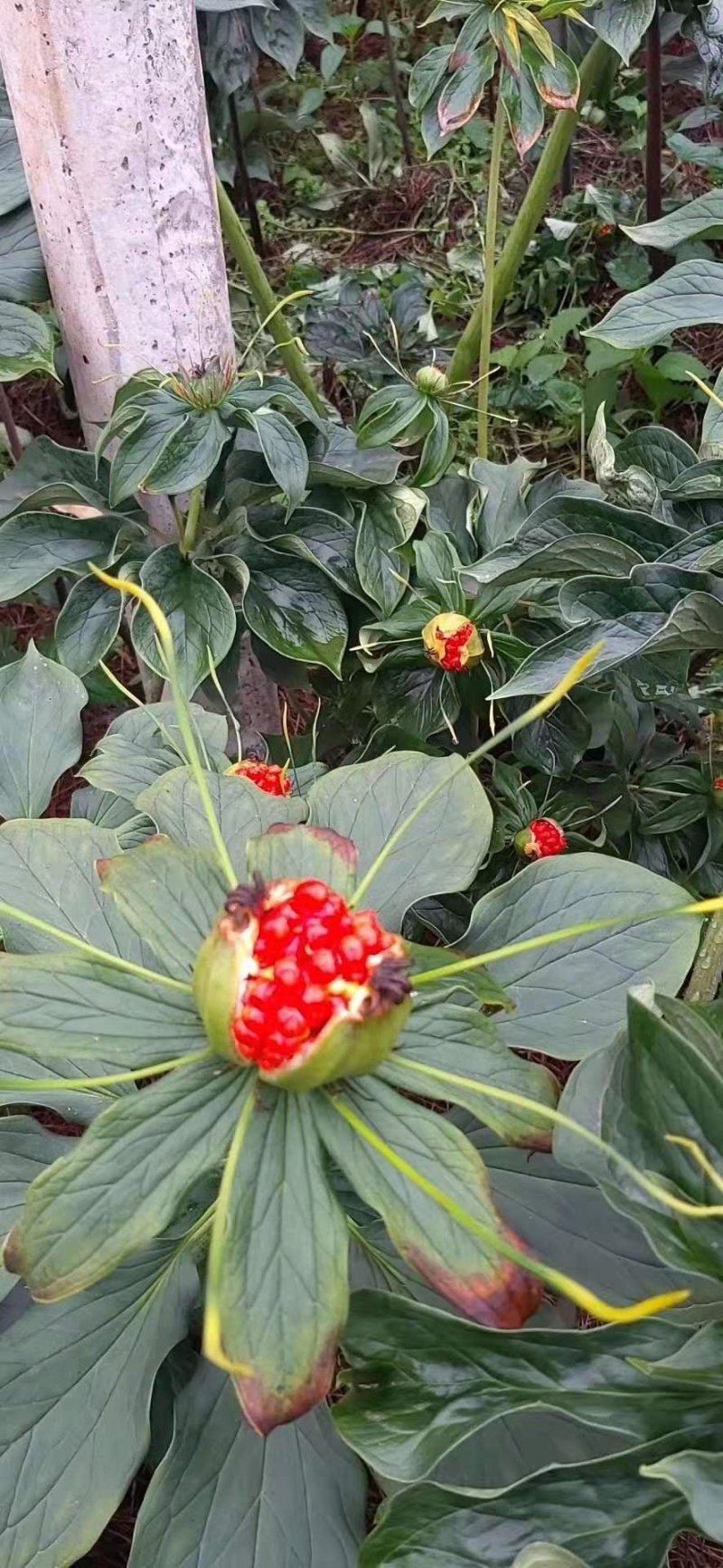 胃部问题，用重楼打粉喝。纯正云南滇重楼（七叶一枝花）