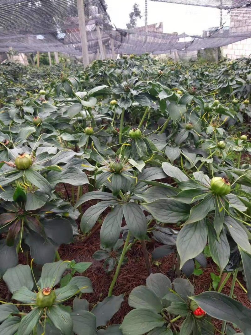胃部问题，用重楼打粉喝。纯正云南滇重楼（七叶一枝花）