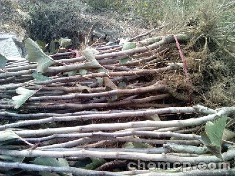 正宗山楂树苗，基地直供，保湿发货，快递包邮