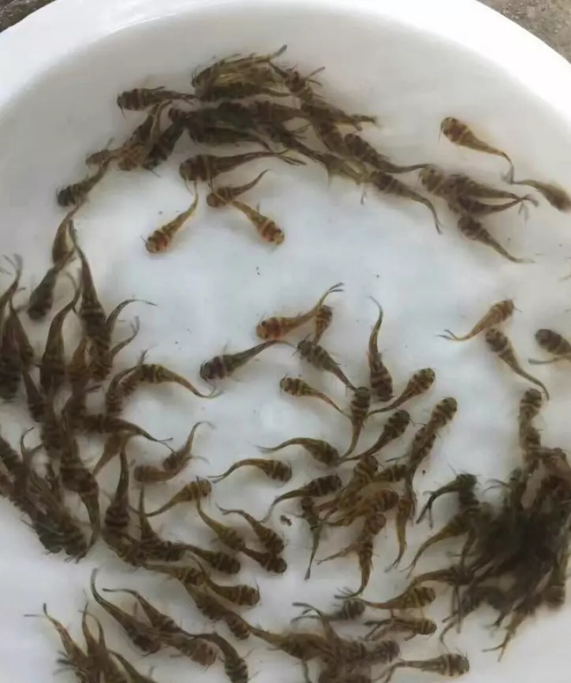 黄颡鱼黄骨子黄沙古黄角丁刺黃骨鱼苗🌟水花夏花水花苗