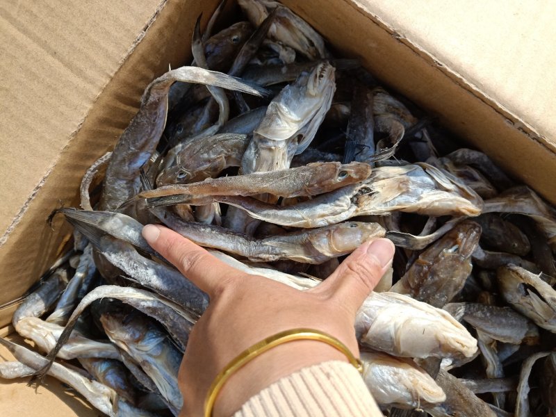 油光鱼，狗光鱼一款微咸鱼，自然晾晒肉质鲜嫩