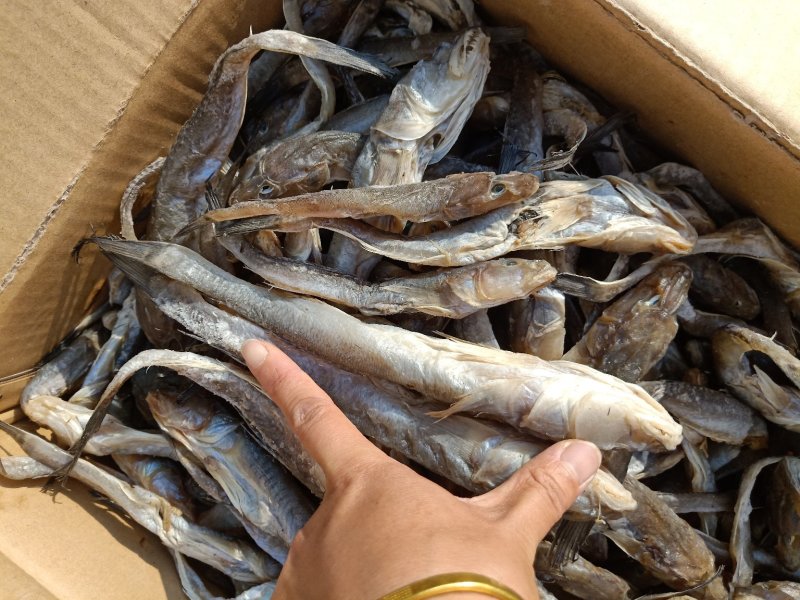 油光鱼，狗光鱼一款微咸鱼，自然晾晒肉质鲜嫩