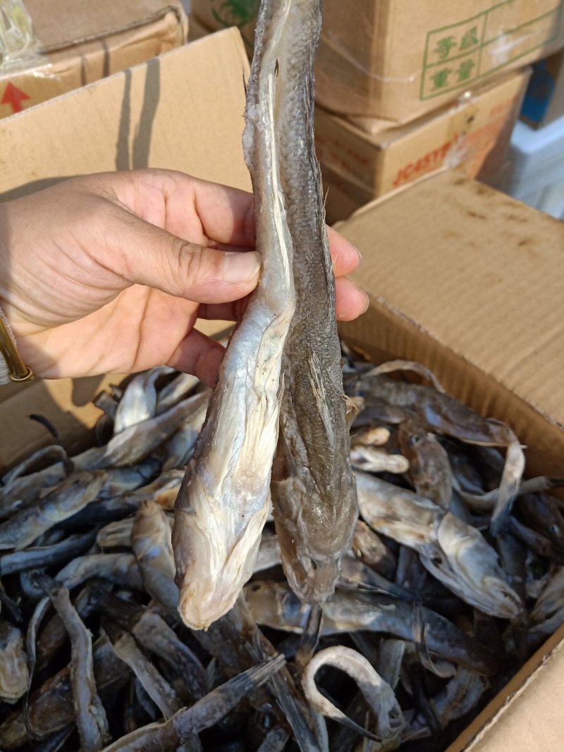 油光鱼，狗光鱼一款微咸鱼，自然晾晒肉质鲜嫩