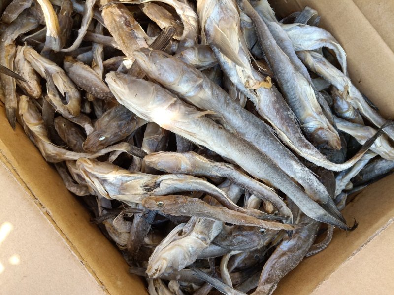 油光鱼，狗光鱼一款微咸鱼，自然晾晒肉质鲜嫩