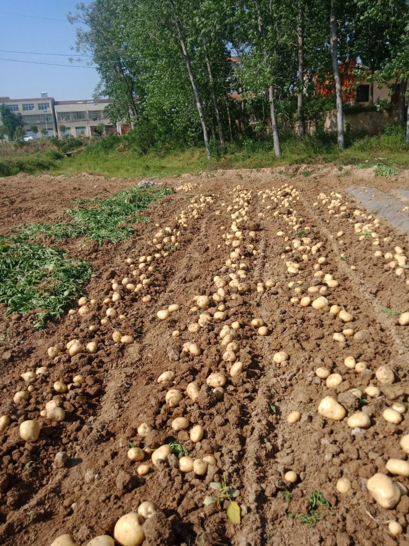 精品土豆，无虫眼，无青头，果面光滑，颜色鲜亮，产地直销！