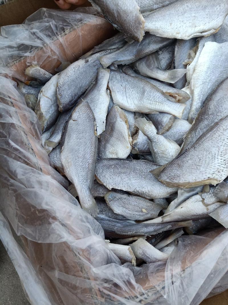 黄花鱼，一款微咸鱼新加工的有大量现货欢迎各地客商骚扰