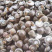 金钱螺鲜活发货江苏连云港海头直发