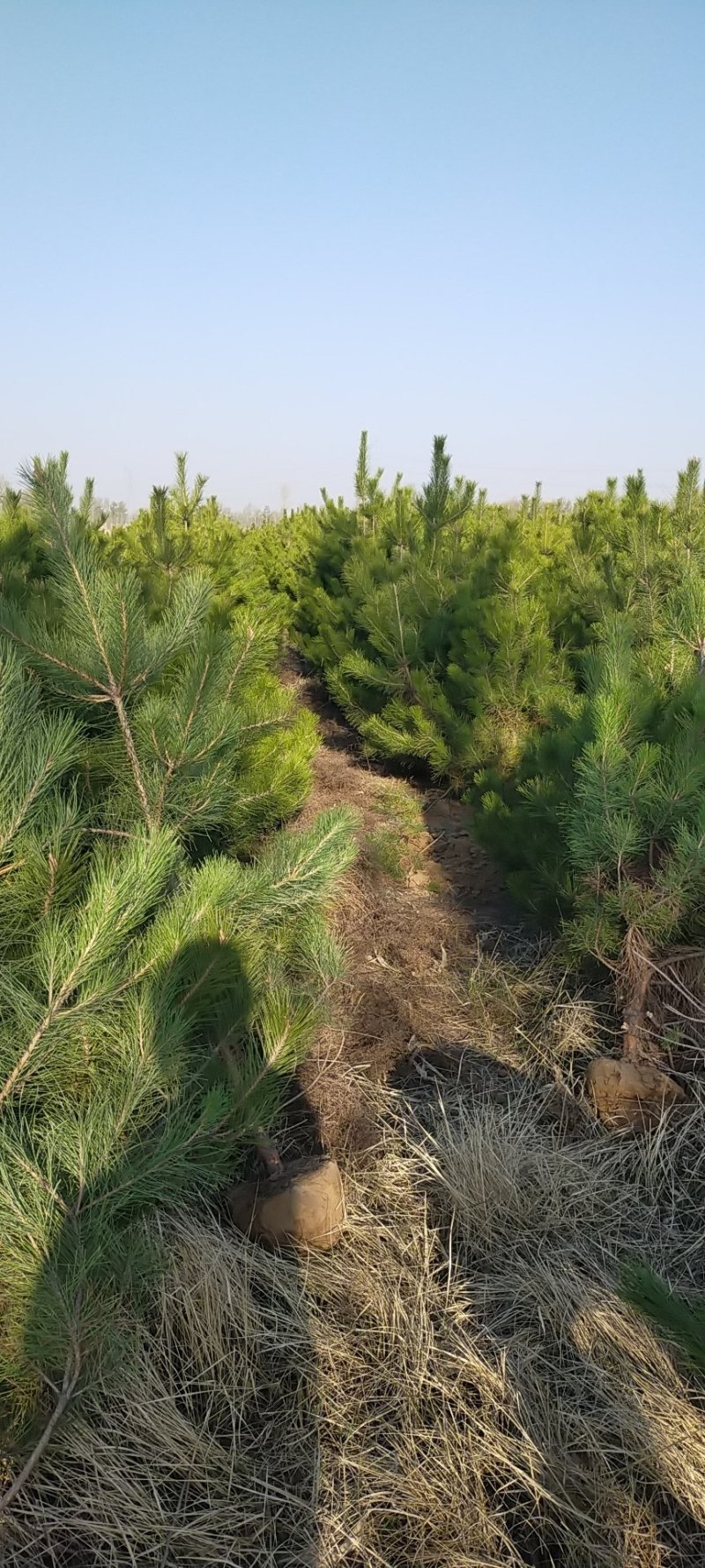 油松杯苗，大田油松，价格优惠产地河北张家口