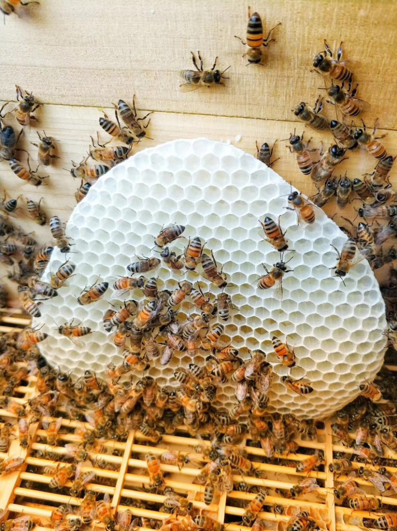 新疆若羌成熟封盖枣花蜜（波美度高达42度以上）