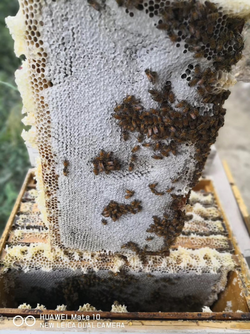 新疆若羌成熟封盖枣花蜜（波美度高达42度以上）