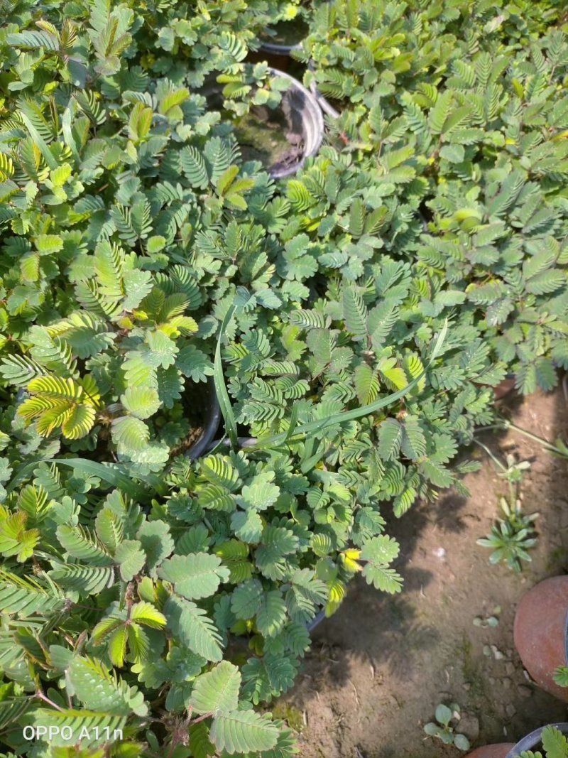 含羞草盆栽基地直发