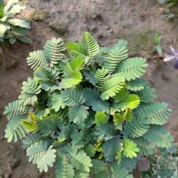 含羞草盆栽基地直发