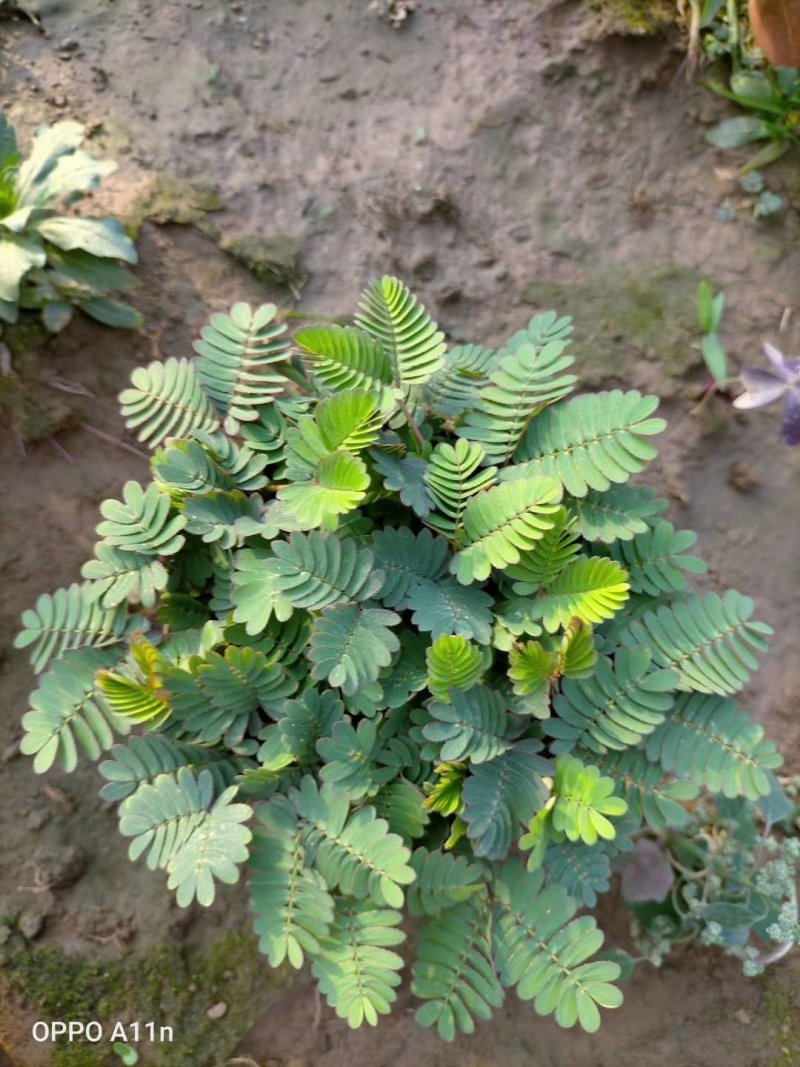 含羞草盆栽基地直发