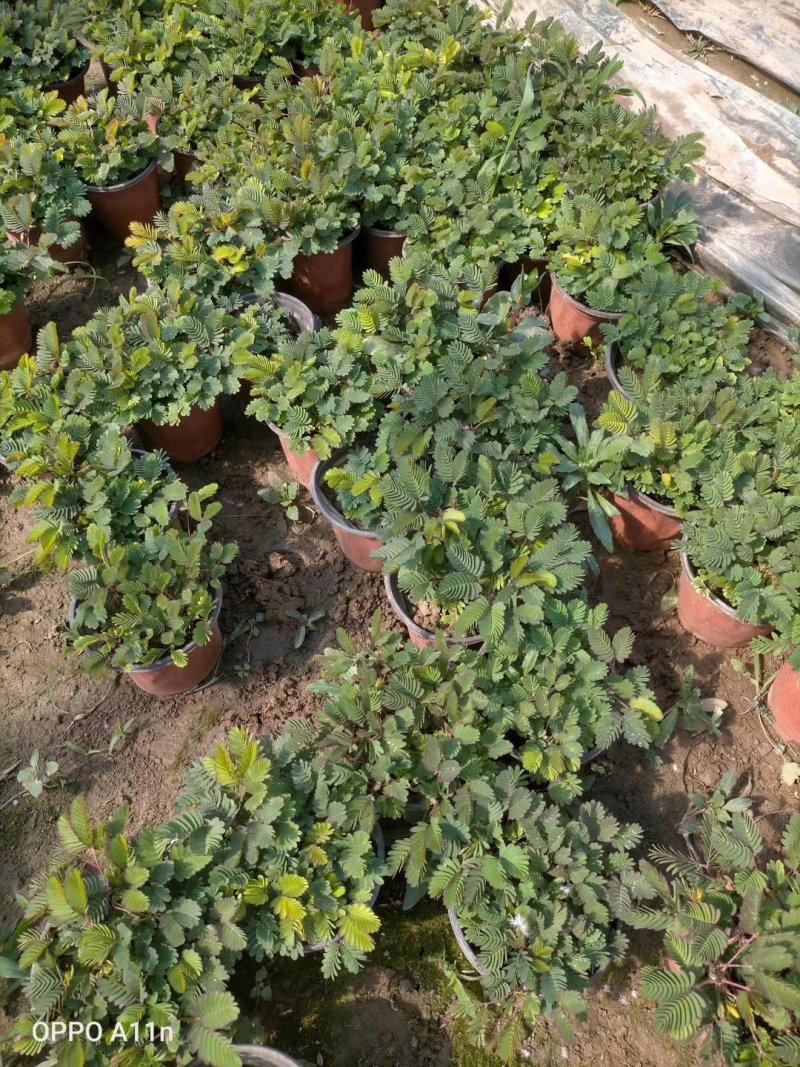 含羞草盆栽基地直发