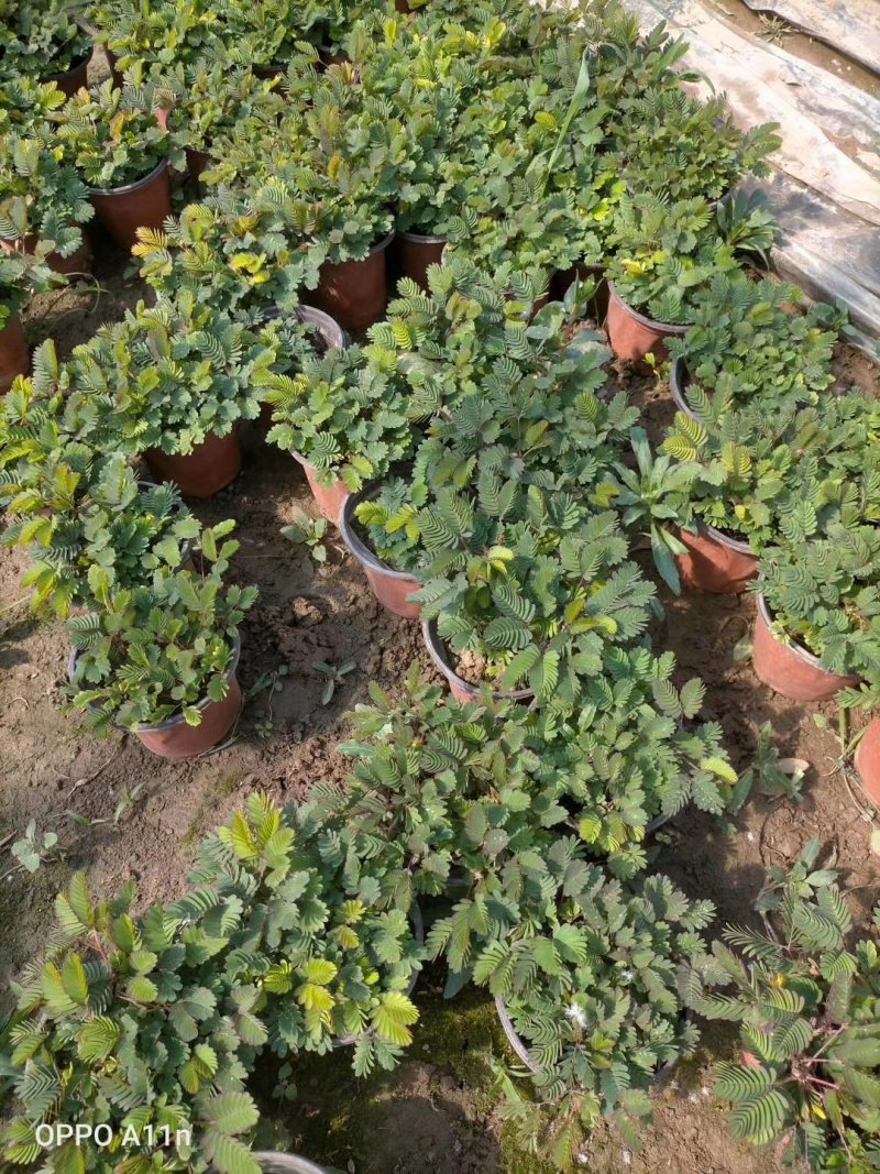 含羞草盆栽基地直发