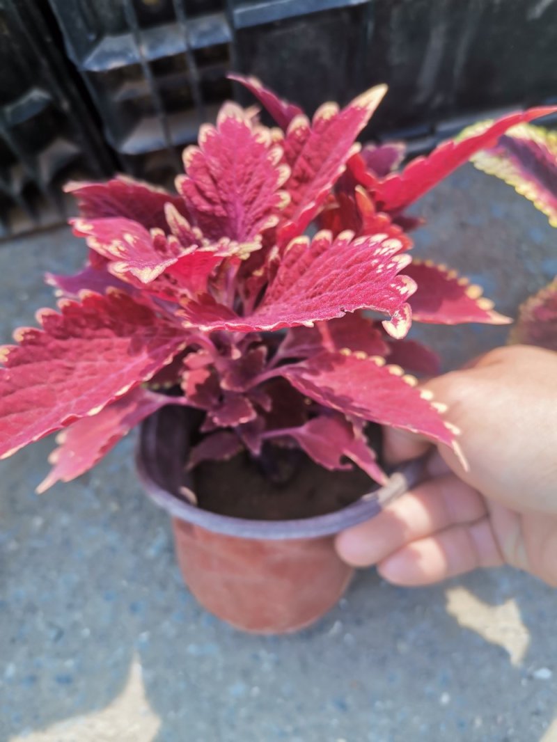 彩叶盆栽(多色)基地直发