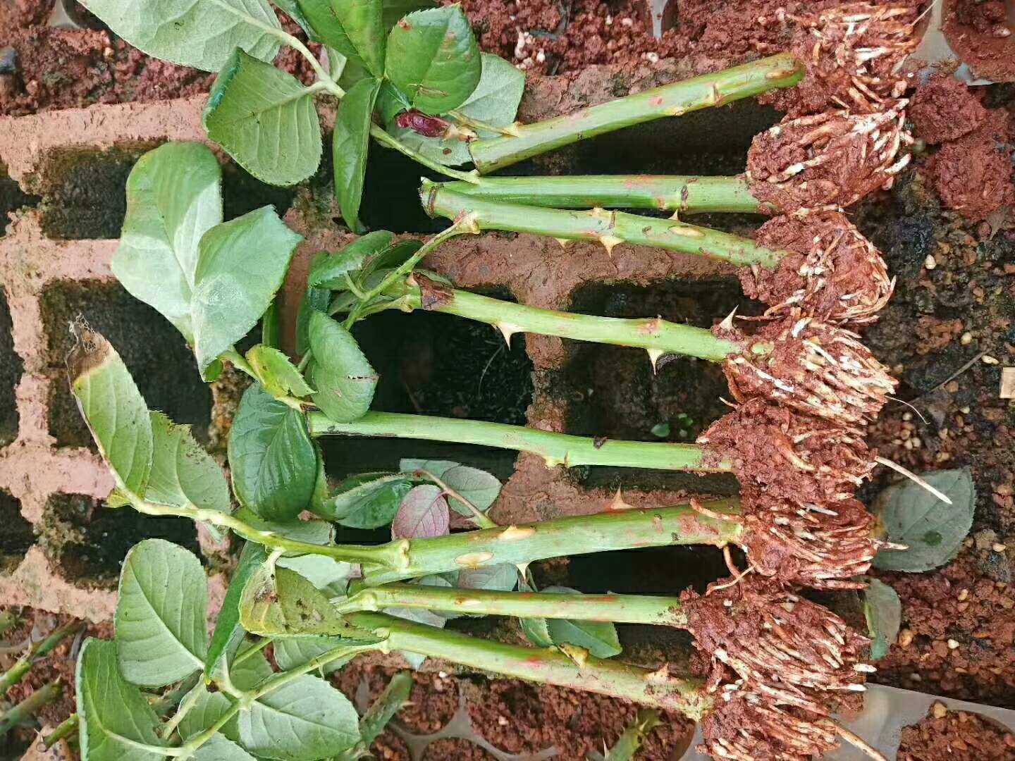 百香果扦插苗生长情况