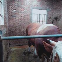 改良肉牛陕西西门塔尔牛养殖厂直供