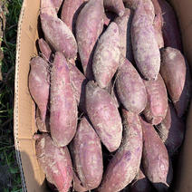 紫薯桂京8