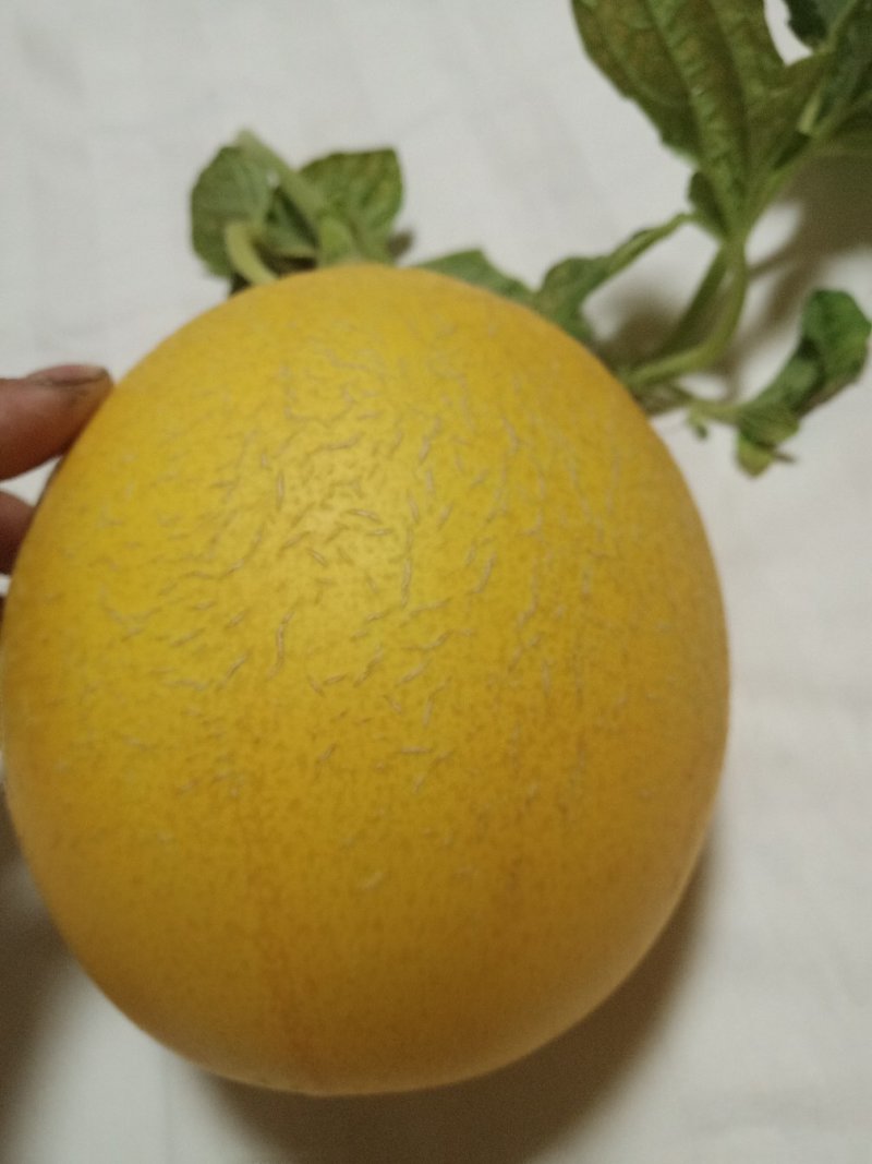 水果