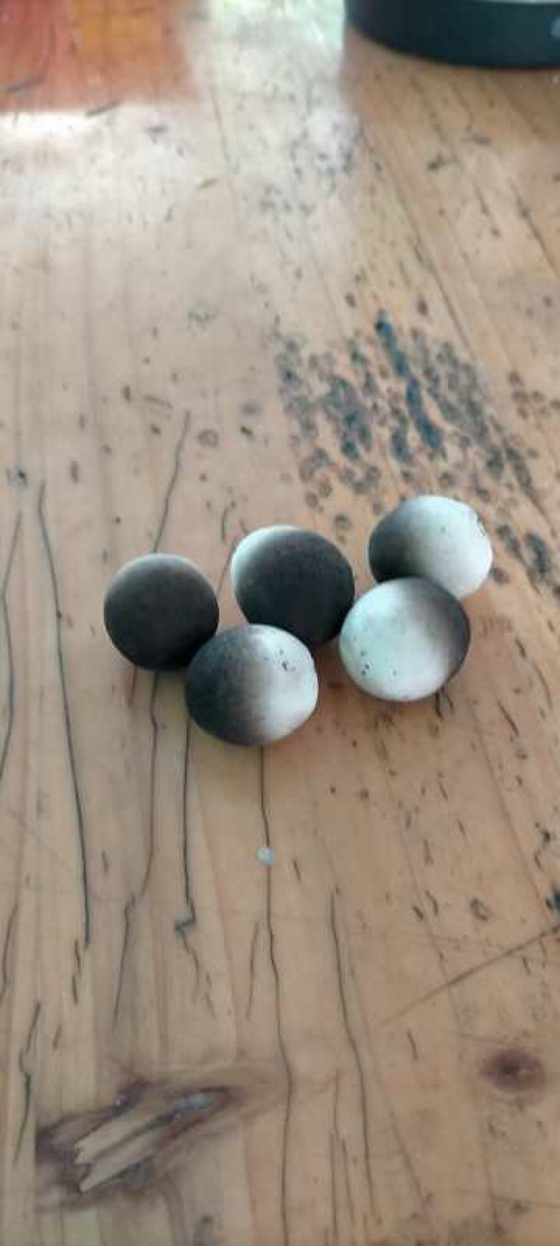 草菇批发