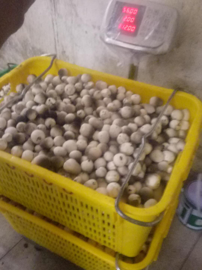 草菇批发